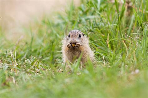 60+ Funny Squirrel Eating Corn Stock Photos, Pictures & Royalty-Free Images - iStock