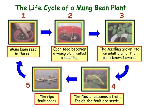 PPT - The Life Cycle of a Mung Bean Plant PowerPoint Presentation, free download - ID:9441073