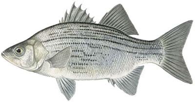 Fish Identification: White Bass (Morone chrysops)