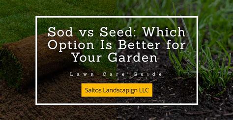 Sod vs Seed: These Are the Main Benefits of Each Option