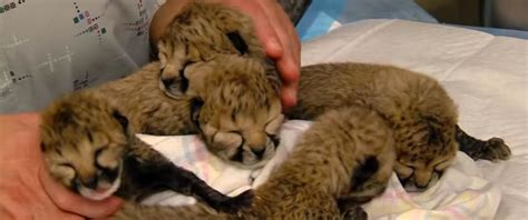 Video Of The Week - Cincinnati Zoo Debuts Adorable Newborn Cheetahs Kids News Article