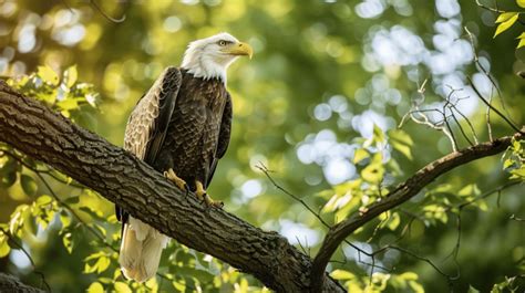 Bald Eagle Perched In Tree Background, Eagle, Bird Of Prey, Perched ...