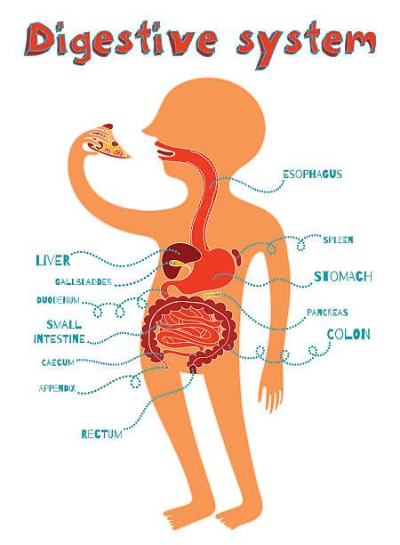 Animal Digestive System Illustrations, Royalty-Free Vector Graphics & Clip Art - iStock