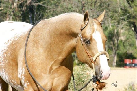 Palomino Appaloosa. | Appaloosa, Appaloosa horses, Palomino