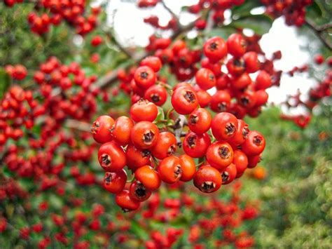 How to Identify a Tree with Red Berries | Dogwood berries, Honeysuckle plant, Berry bushes