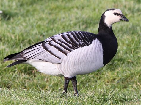 Barnacle Goose - eBird