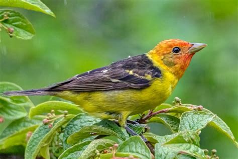 What Do Tanagers Sound Like? Scarlet Tanager Song & Summer Tanager Song