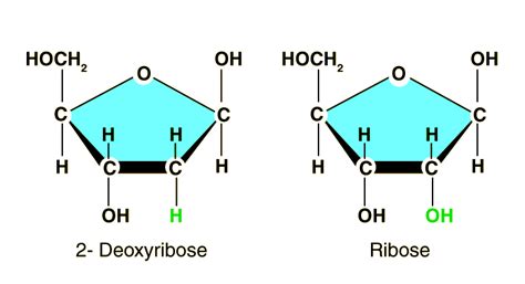 Difference Between Deoxyribose And Ribose - Key Differences and Structures