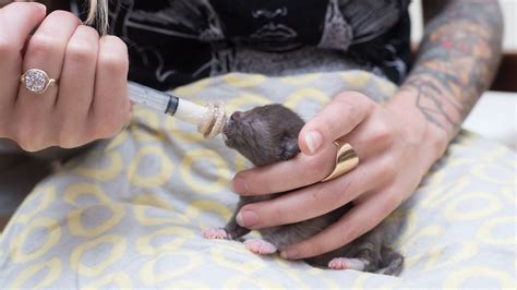 How to Syringe Feed a Newborn Kitten - YouTube