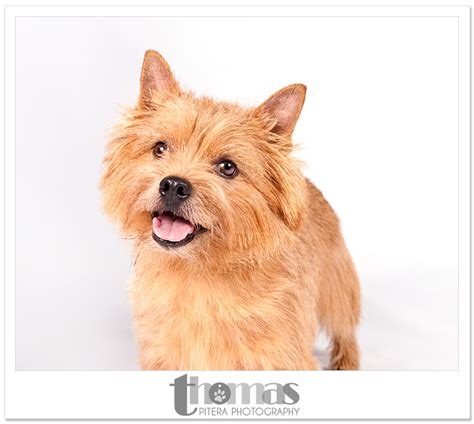 Best in Show: Smaller Breeds - Dog Show by Thomas Pitera Photography