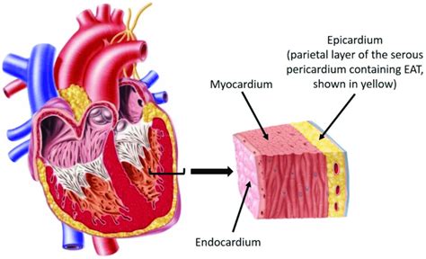 Visceral Pericardium Histology