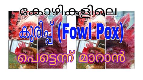 കുരുപ്പ് (Fowl Pox) treatment - YouTube