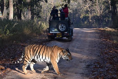 Tiger Safari India National - Free photo on Pixabay - Pixabay