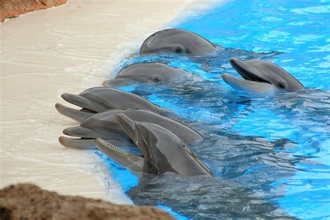 Dolphins "Loro parque", Tenerife | Qu1m | Flickr