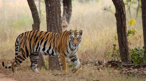 Nagarhole National Park Karnataka