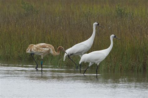 Dallas Zoo - Whooping Crane Center of Texas – Texan By Nature