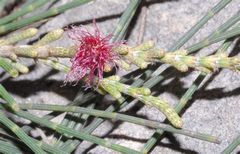 Casuarina equisetifolia (Casuarinaceae) image 27904 at