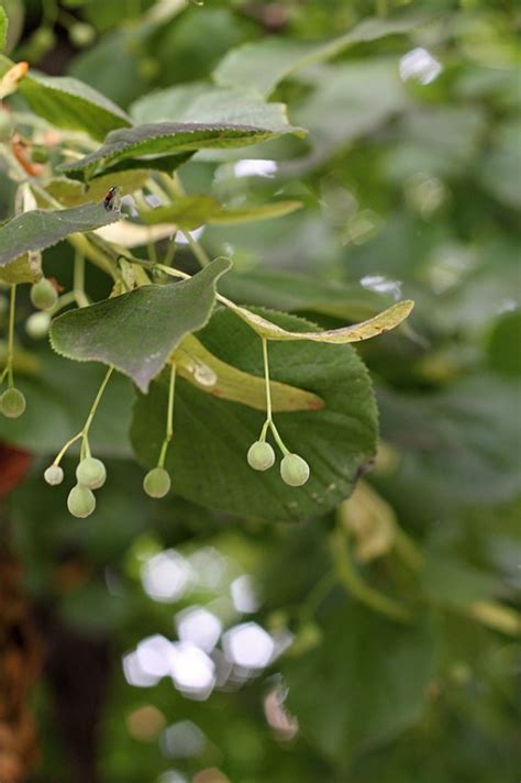 Lime Tree Flowers - Free photo on Pixabay - Pixabay