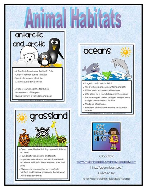 Rainforest Animals Facts Ks1