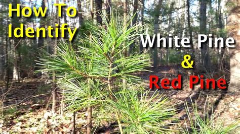 How To Identify White Pine & Red Pine Trees - YouTube