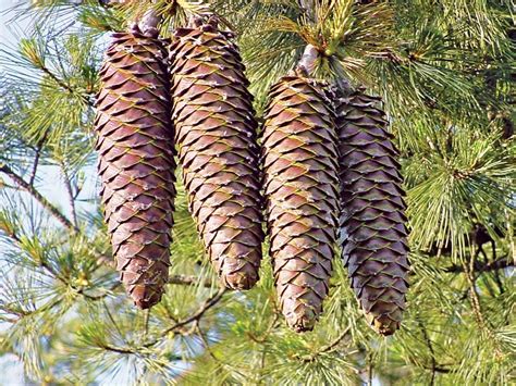 The 7 Best Pinecones (Really!) | Britannica