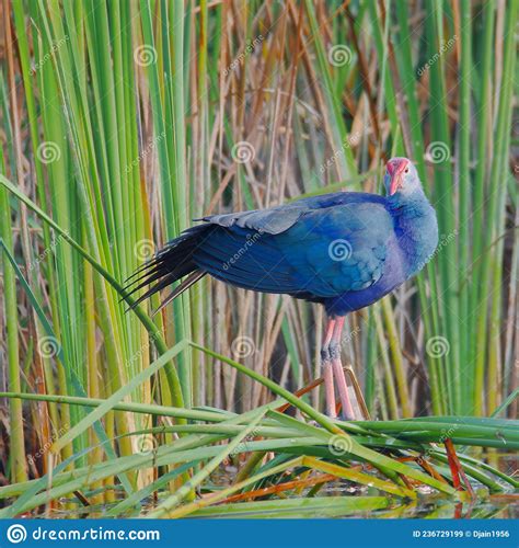 Purple Swamphen Bird Natural Nature Wallpaper India Stock Image - Image of single, standing ...