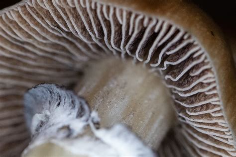 What Are Psilocybin Spores? Everything You Need to Know and Grow | Psychedelic Spotlight