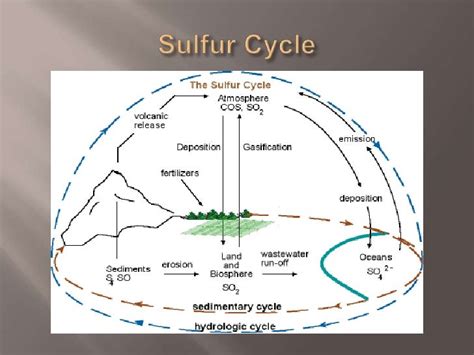 Sulfur cycle