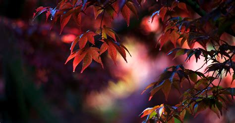 Maples Leaves Red Anime Beautiful Wallpapers - Wallpaper Cave