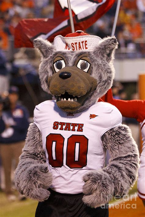 North Carolina State Wolfpack Mascot Photograph by Jason O Watson