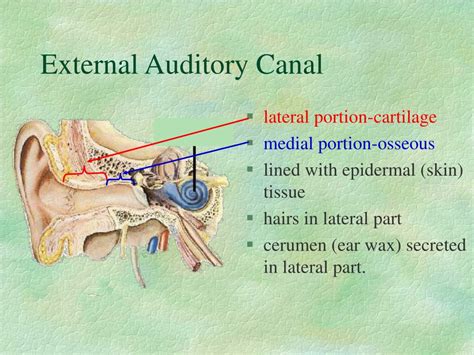 External auditory meatus bone - apopixels