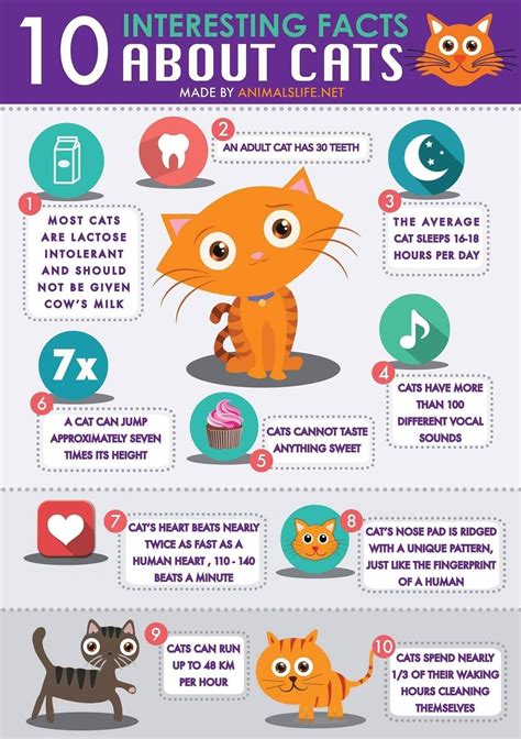 3 Facts About Cats