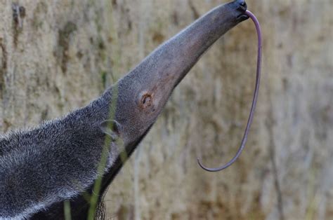 9 Fascinating Anteater Facts