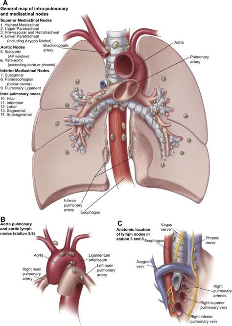 Anatomy and Physiology of the Thoracic Lymphatic System - Thoracic ...