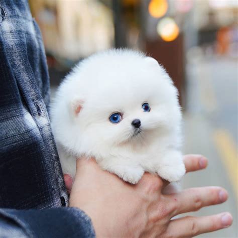 Gom - Micro Pomeranian Male | Mini Teacup Puppies