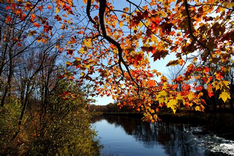 File:Fall-tree-branch-leaves-along-river - Virginia - ForestWander.jpg - Wikimedia Commons