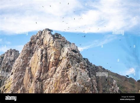 Hundreds of Vultures flying in a flock of birds at the amazing Monfragüe National Park and the ...