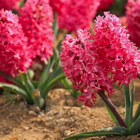 Multi Color Hyacinth Flower Seeds, 100pcs/pack – GreenSeedGarden