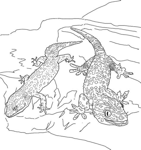 two geckos lizard coloring page