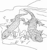 Gecko Lizard Coloring Pages  Boringpopcom sketch template