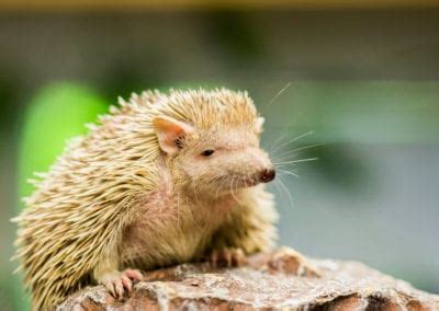 Common Tenrec | CRITTERFACTS