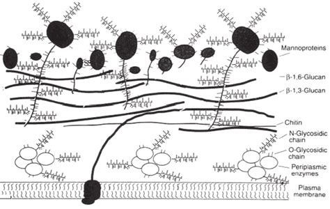 Yeast Cell Structure