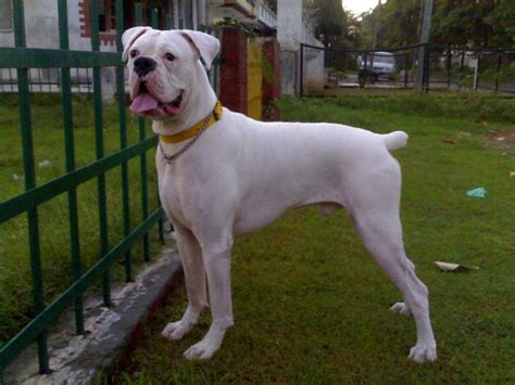 White Boxer Dog HD Wallpapers,Pictures 2013 ~ All About HD Wallpapers