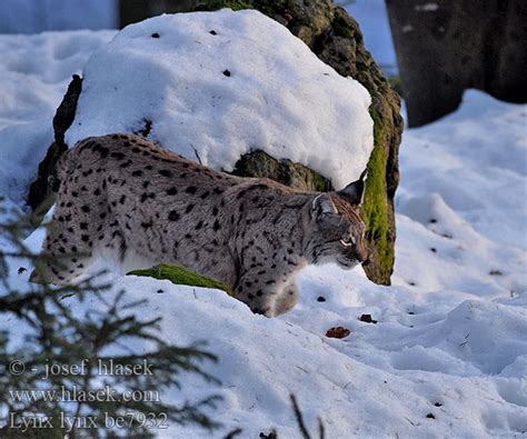 Eurasian Lynx Luchs Lince boreal Lynx lynx Rys ostrovid Ryś