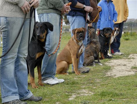 Mastering the Art of Rottweiler Training: A Comprehensive Guide