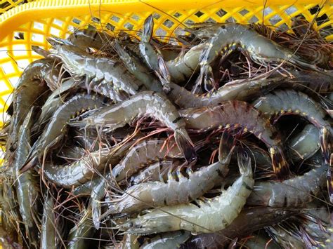 Black Tiger Shrimp - Pinetree Vietnam Co., Ltd | Seafood Exporter & Supplier