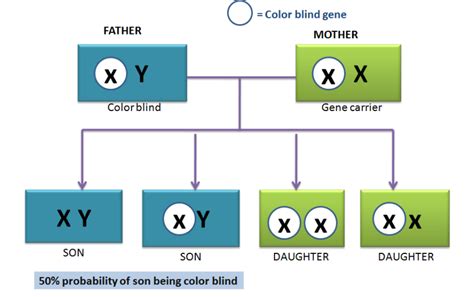 A colour blind daughter born in case of a. Colour blind mother, Normal father b. Carrier mother ...