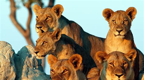 5 Day Tanzania Wildlife Safari Family Tour (Serengeti and Ngorongoro)