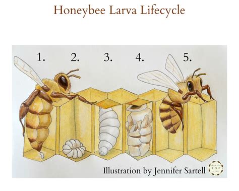 The Life Cycle of a Baby Bee Keeping Backyard Bees