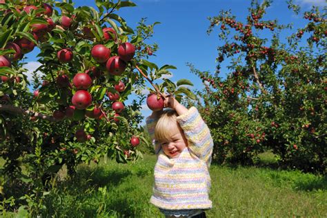 8 Orchards around Ottawa to go apple picking